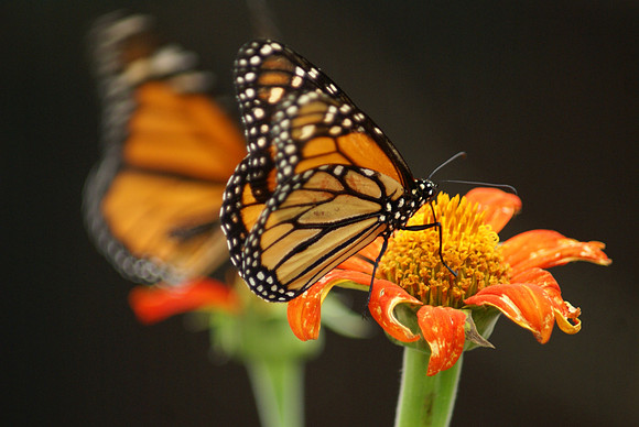 Wildlife_Monarch Mirror Image_