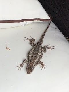 Wildlife_The Lazy Couch Napping Texas Spiney Lizard_
