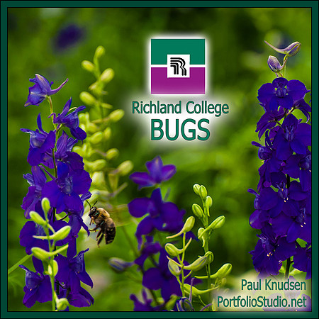b0313-2 RLC - Bugs LABEL