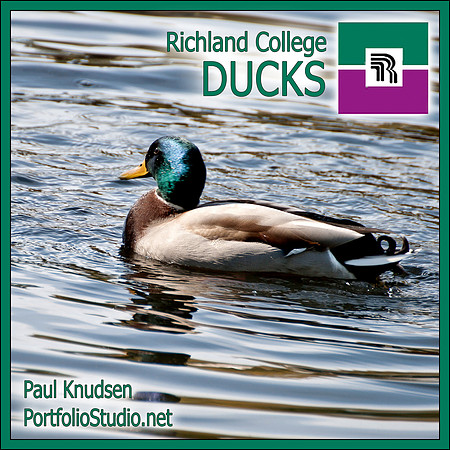 d+20151123-6205 Ducks LABEL