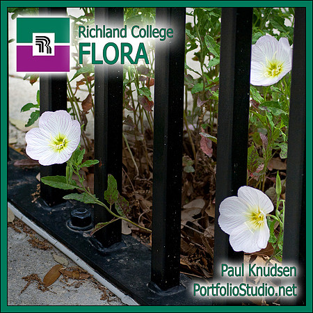 130407 Richland College FLORA LABEL