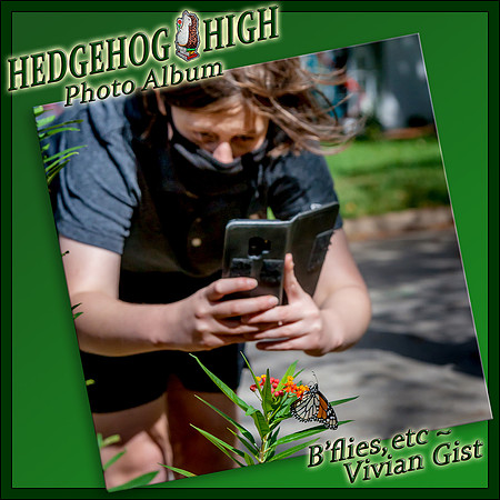 ++211027-2774 HedgehogHighAlbum (B'flies LABEL
