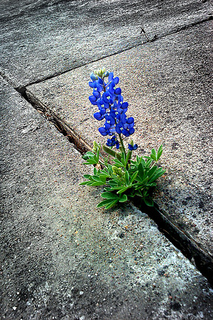 +2030) 110407-4318+ Stubborn
